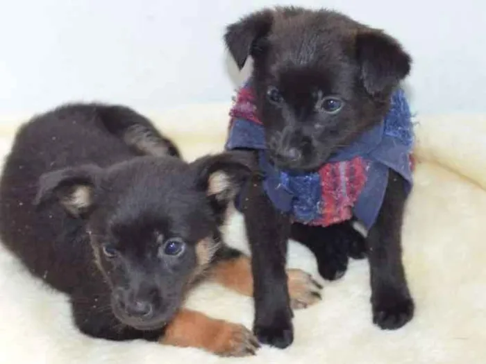 Cachorro ra a  idade Abaixo de 2 meses nome Filhotes Monique