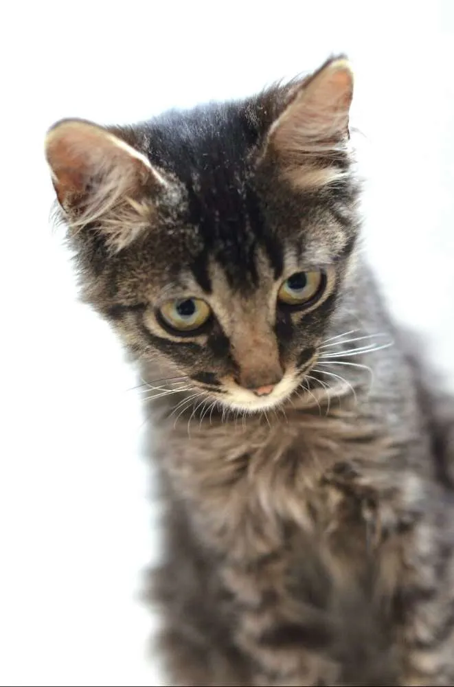 Gato ra a  idade 2 a 6 meses nome Harry 