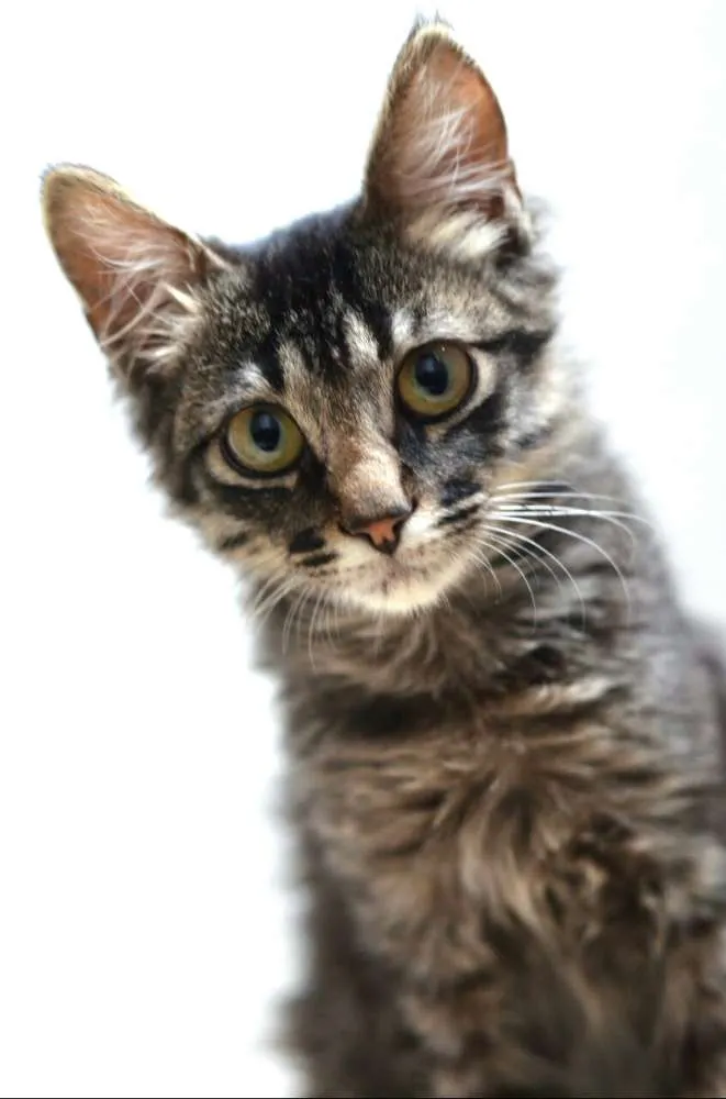 Gato ra a  idade 2 a 6 meses nome Harry 