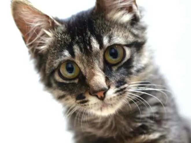 Gato ra a  idade 2 a 6 meses nome Harry 
