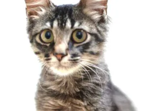 Gato raça  idade 2 a 6 meses nome Harry 