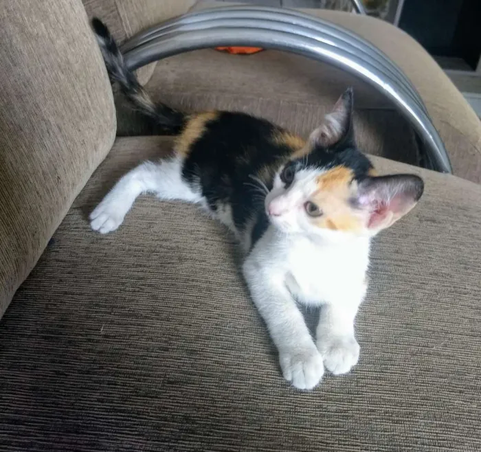 Gato ra a Mestiça idade 2 a 6 meses nome Sasha