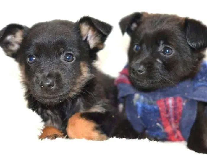 Cachorro ra a  idade Abaixo de 2 meses nome Filhotes Monique