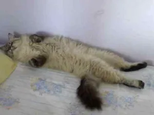Gato raça Siamês idade 1 ano nome Milly