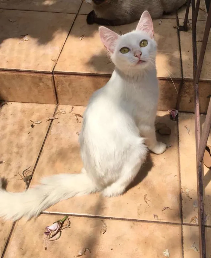 Gato ra a SRD idade 2 a 6 meses nome Branca