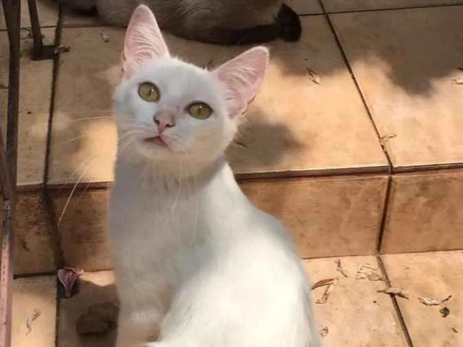 Gato ra a SRD idade 2 a 6 meses nome Branca