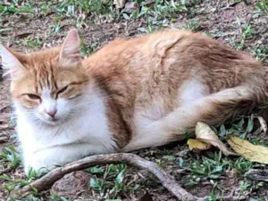 Gato raça  idade  nome Sem Nmoe