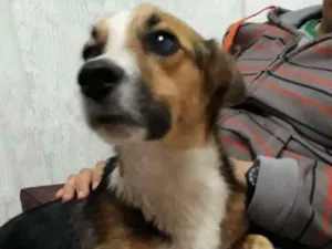 Cachorro raça  idade 1 ano nome Kiara