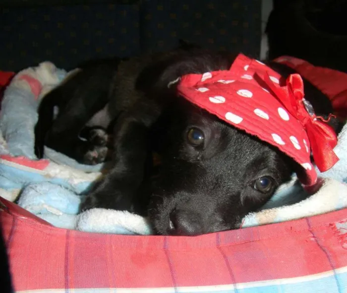 Cachorro ra a Srd idade 2 a 6 meses nome Lise - ZN/SP