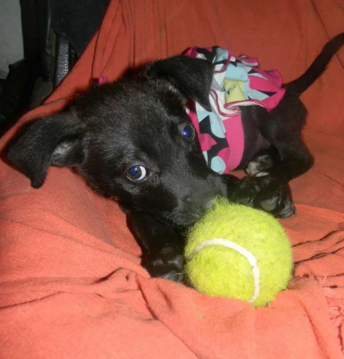 Cachorro ra a Srd idade 2 a 6 meses nome Lise - ZN/SP