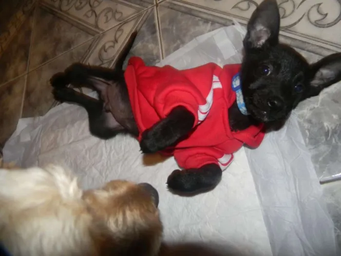 Cachorro ra a Srd idade 2 a 6 meses nome Billy - ZN SP