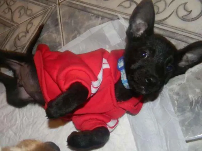 Cachorro ra a Srd idade 2 a 6 meses nome Billy - ZN SP