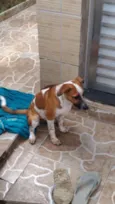Perola