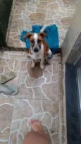 Perola