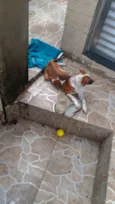Perola