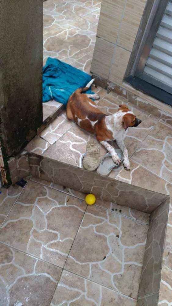 Cachorro ra a  idade 2 a 6 meses nome Perola