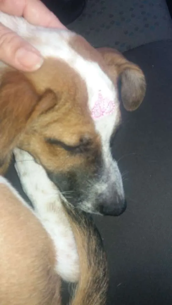 Cachorro ra a  idade 2 a 6 meses nome Perola