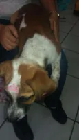 Perola