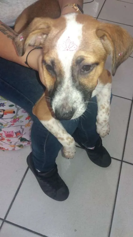 Cachorro ra a  idade 2 a 6 meses nome Perola