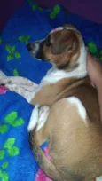 Perola