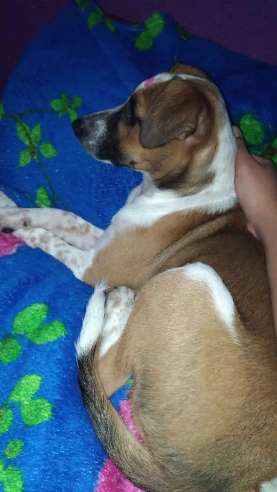 Cachorro ra a  idade 2 a 6 meses nome Perola
