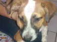 Perola