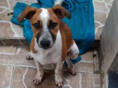 Cachorro ra a  idade 2 a 6 meses nome Perola