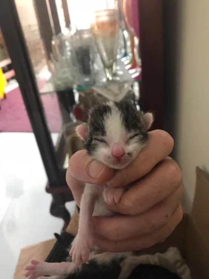 Gato raça  idade Abaixo de 2 meses nome Filhotes daAmiguinha