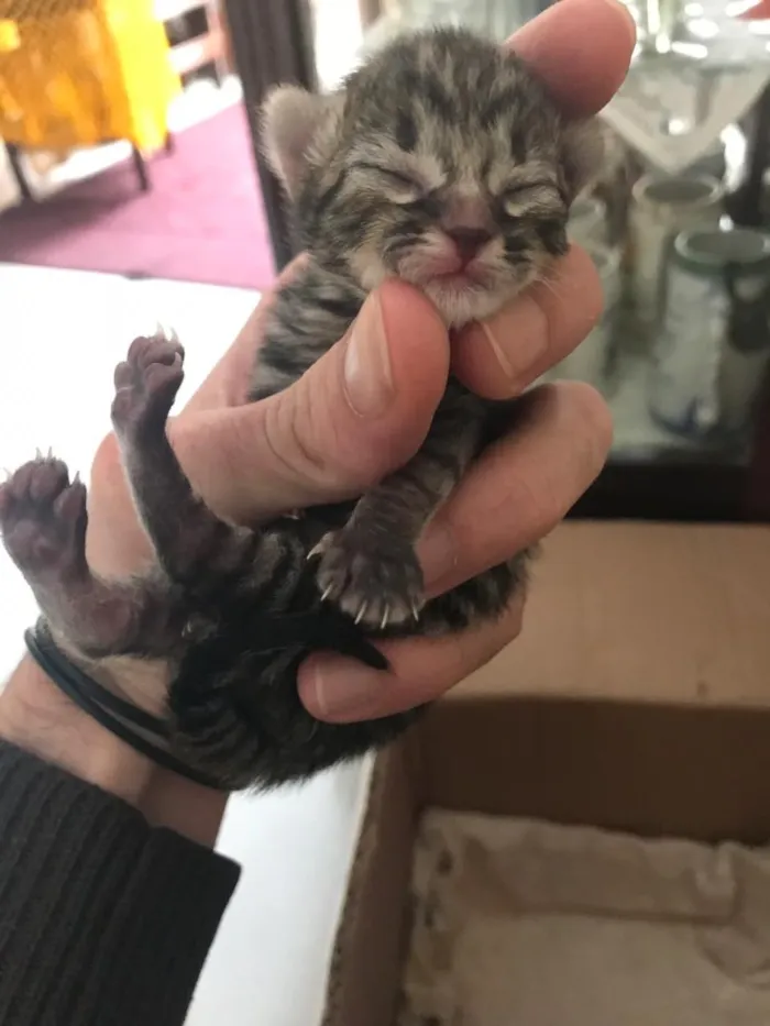 Gato raça  idade Abaixo de 2 meses nome Filhotes daAmiguinha
