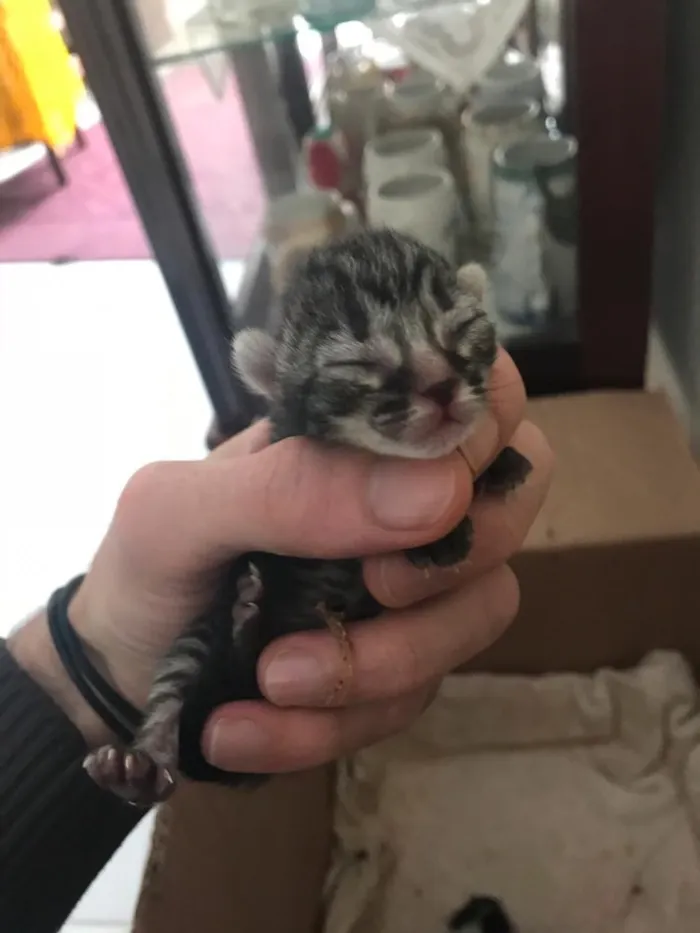 Gato raça  idade Abaixo de 2 meses nome Filhotes daAmiguinha
