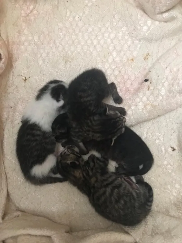 Gato raça  idade Abaixo de 2 meses nome Filhotes daAmiguinha