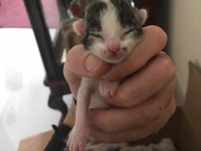 Gato raça  idade Abaixo de 2 meses nome Filhotes daAmiguinha