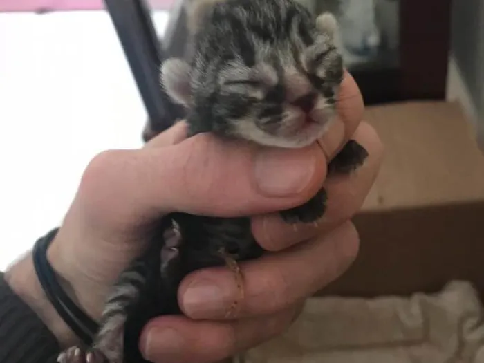 Gato raça  idade Abaixo de 2 meses nome Filhotes daAmiguinha