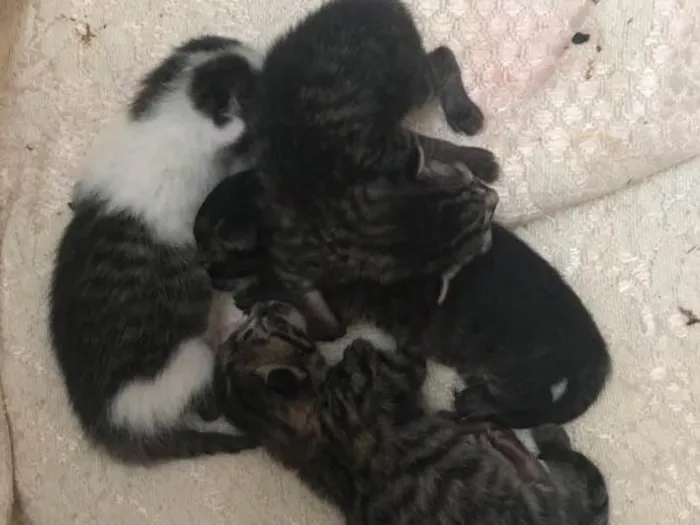 Gato raça  idade Abaixo de 2 meses nome Filhotes daAmiguinha