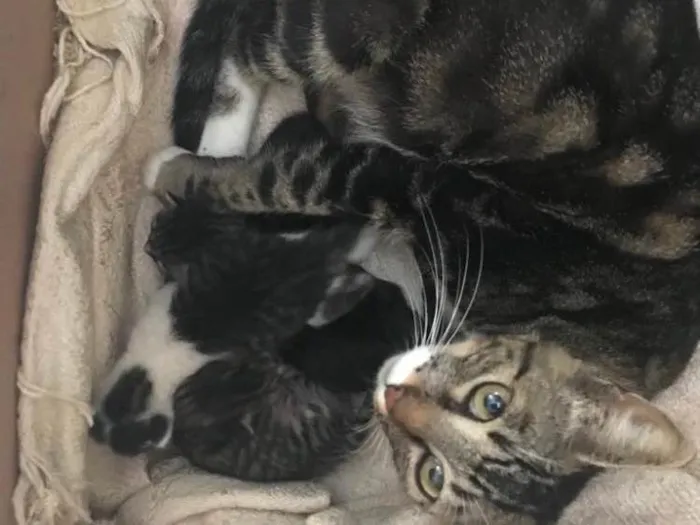 Gato raça  idade Abaixo de 2 meses nome Filhotes daAmiguinha