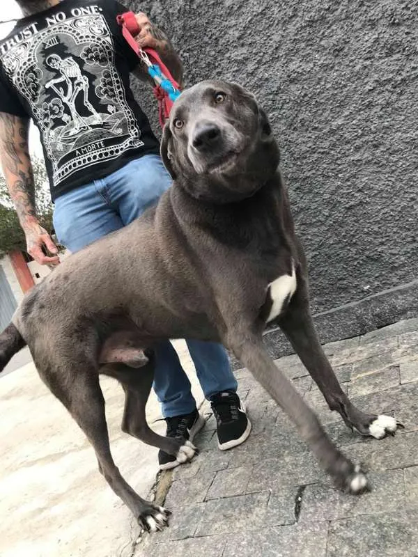 Cachorro ra a weimaraner idade 5 anos nome Hercules