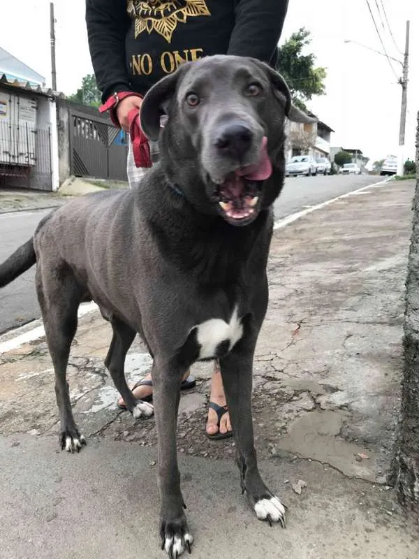 Cachorro ra a weimaraner idade 5 anos nome Hercules
