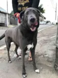 Hercules