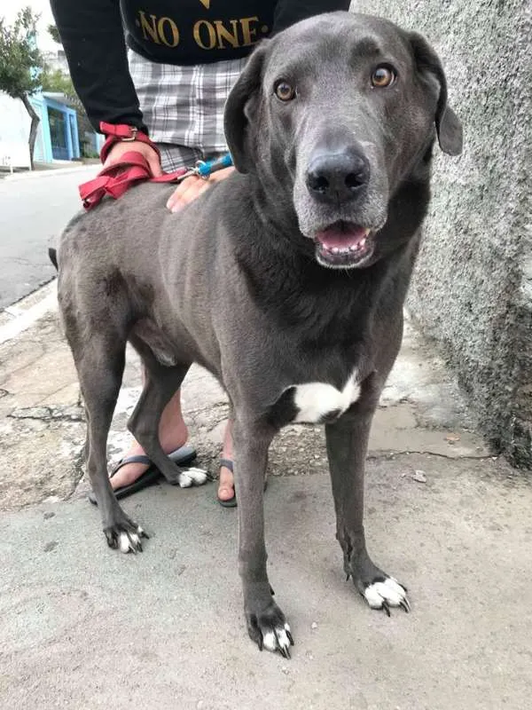 Cachorro ra a weimaraner idade 5 anos nome Hercules