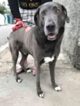 Hercules
