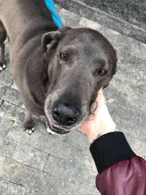 Cachorro ra a weimaraner idade 5 anos nome Hercules