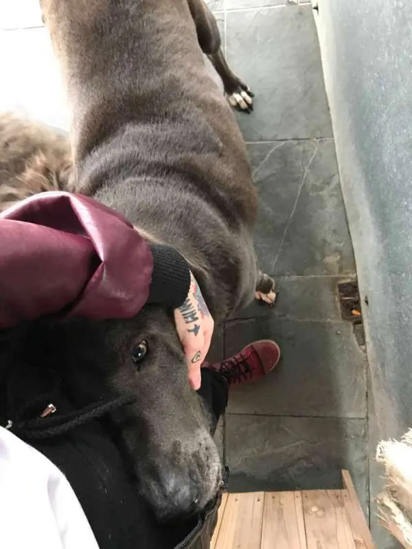 Cachorro ra a weimaraner idade 5 anos nome Hercules