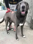 Hercules