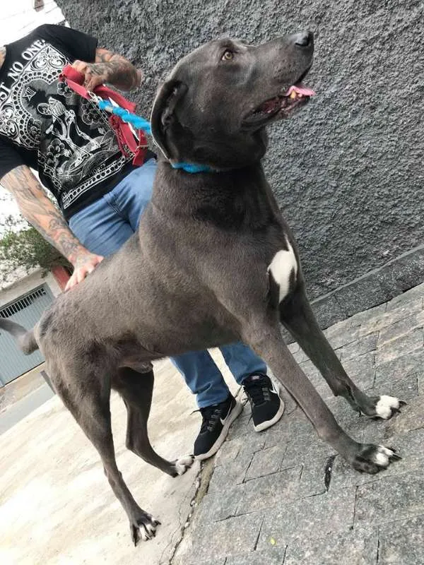 Cachorro ra a weimaraner idade 5 anos nome Hercules