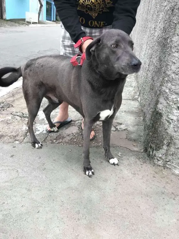 Cachorro ra a weimaraner idade 5 anos nome Hercules