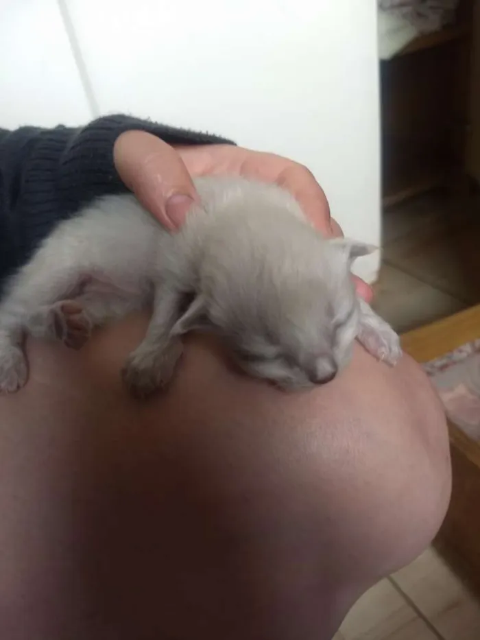 Gato ra a Não sei idade Abaixo de 2 meses nome Não tem 