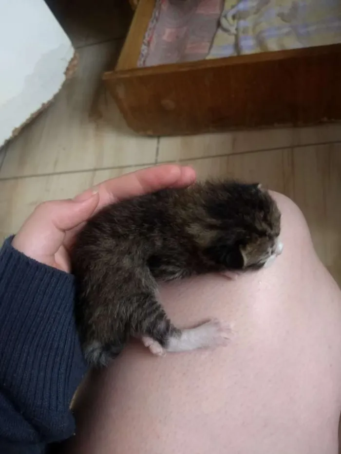 Gato ra a Não sei idade Abaixo de 2 meses nome Não tem 