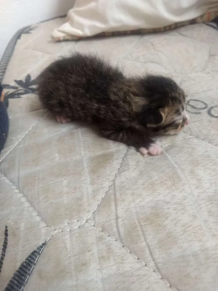 Gato ra a Não sei idade Abaixo de 2 meses nome Não tem 