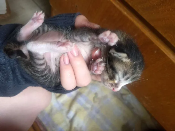 Gato ra a Não sei idade Abaixo de 2 meses nome Não tem 