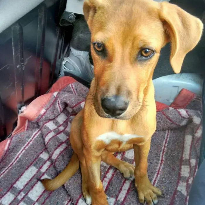 Cachorro ra a Vira lata idade 2 anos nome Katniss